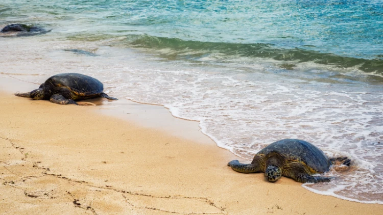 Andaman Turtle Nesting Sites: A Guide for Responsible Tourism