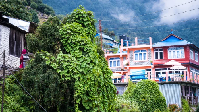 Best Homestays in Darjeeling: Experience Local Hospitality