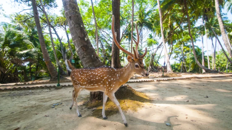 Eco-Tourism in Andaman: Top Sustainable Destinations