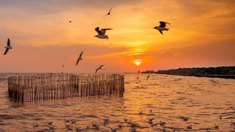 Morjim Beach: Best Spots for Relaxation and Birdwatching
