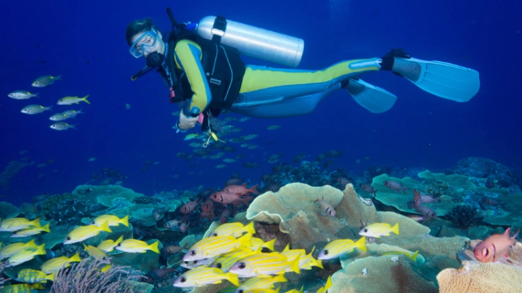 Scuba Diving in Andaman: Best Spots for Beginners and Experts
