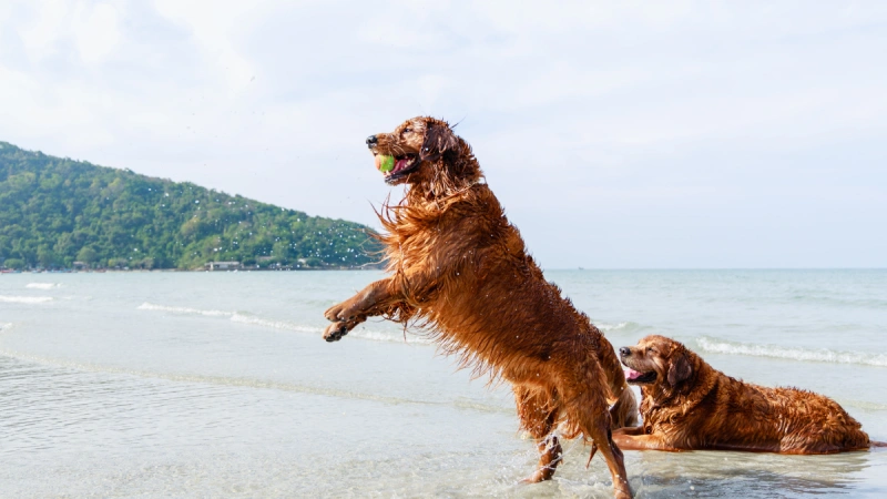 Top 5 Pet-Friendly Beaches in Goa for Your Furry Friends