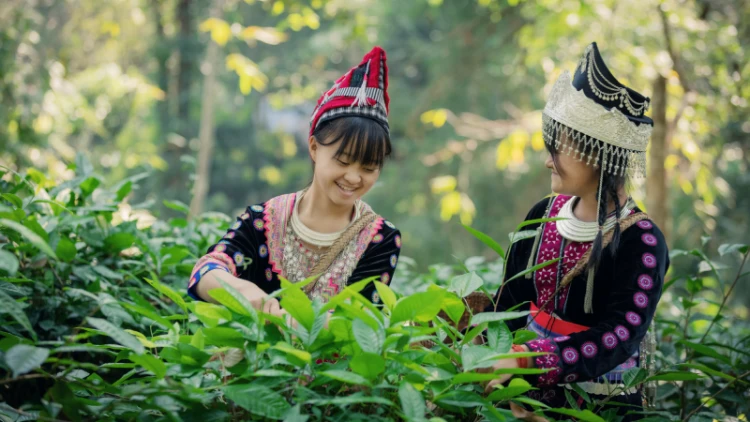 Traditional Dress and Culture of Darjeeling: A Complete Guide