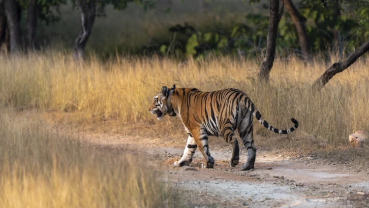 How to Explore India’s National Parks on a Budget