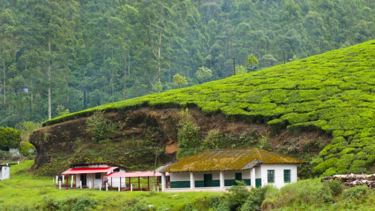 Top Budget Hotels in Munnar Under ₹1,100 – Stay Near Tea Plantations